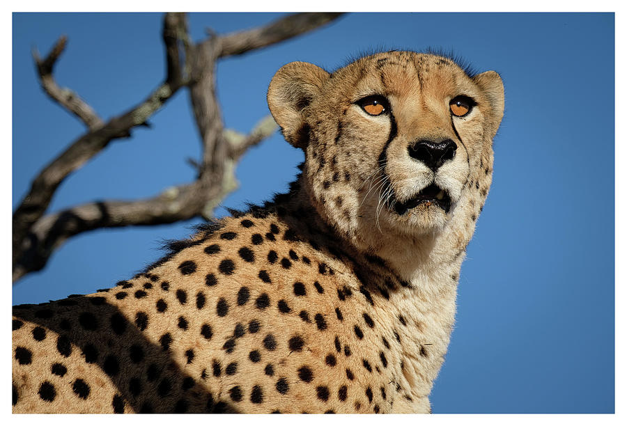 Portrait of a Cheetah Photograph by Roberta Kayne