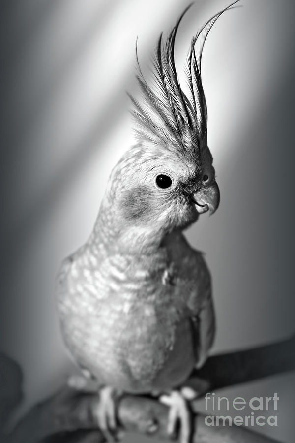 Portrait of a cockatiel black and white Photograph by Gregory DUBUS