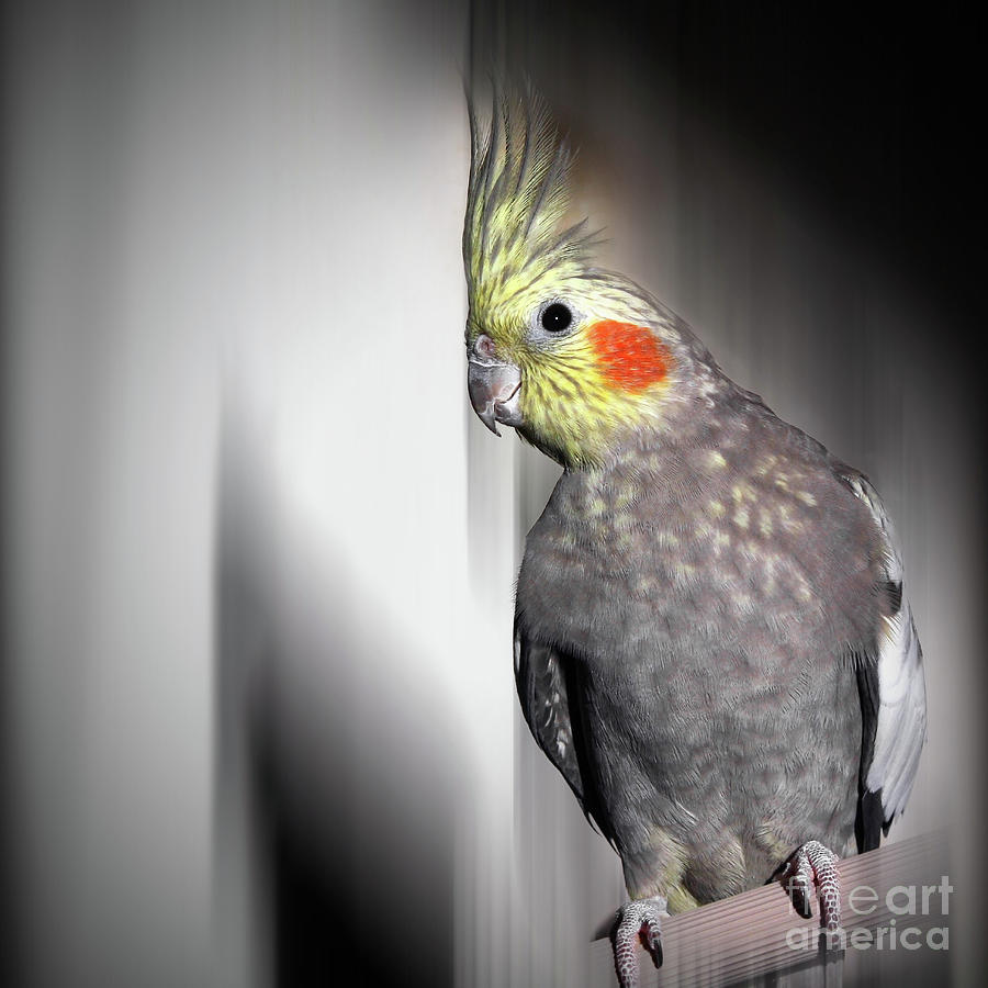 Portrait of a cockatiel effect Photograph by Gregory DUBUS