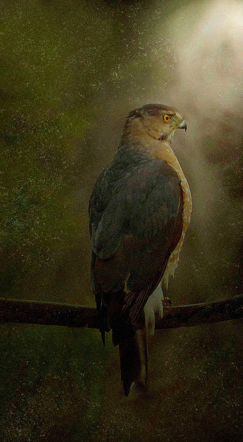 Portrait Of A Coopers Hawk Digital Art by Rebecca Grzenda