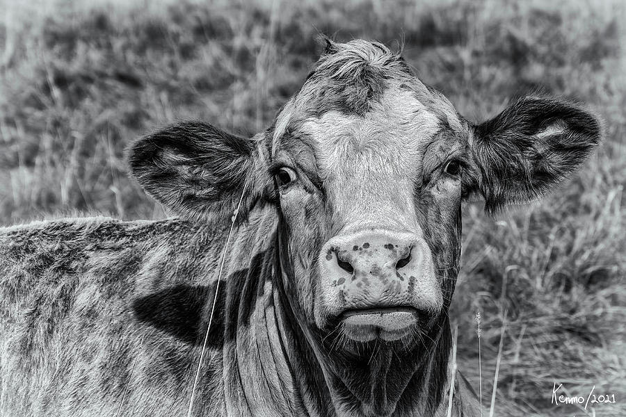 Portrait of a Cow in Black and White Digital Art by Ken Morris