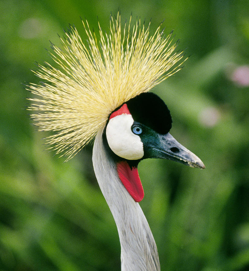 Portrait of a Crowned Crane Photograph by Buddy Mays - Fine Art America