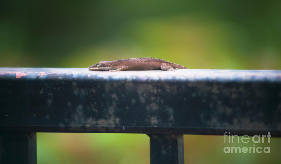 Portrait Of A Cute Florida Anole, Gecko Photograph by Felix Lai