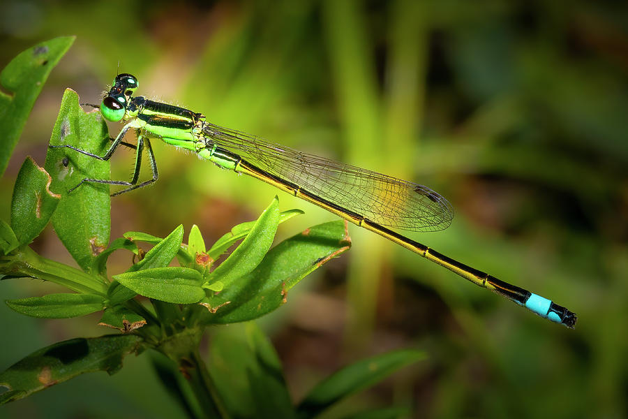 Portrait of a Damselfly Photograph by Mark Andrew Thomas