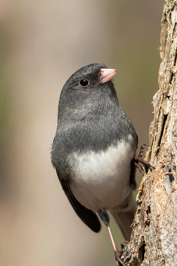 Portrait of a Dark Eyed Junco Song Bird Photograph by Sandra Js
