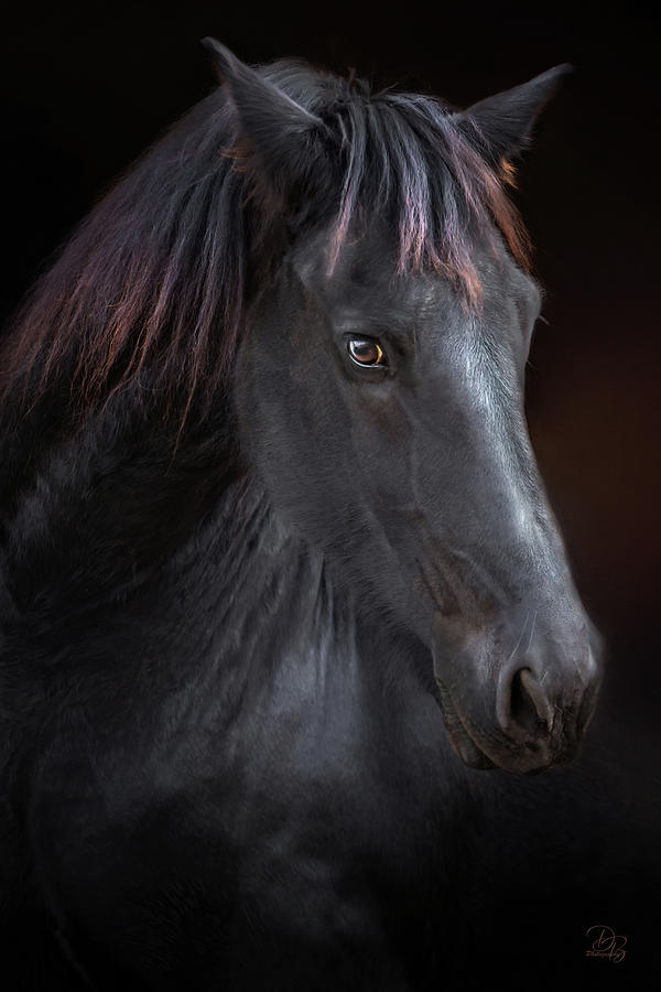 Portrait of a Dark Horse Photograph by Debra Boucher