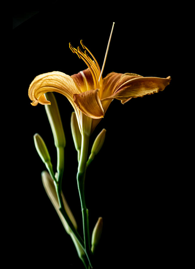Portrait of a Daylily Photograph by Maggie Terlecki