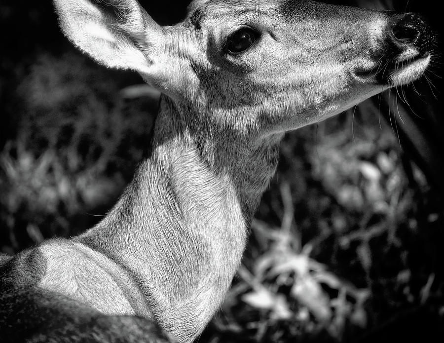 Portrait of a Deer - Monochrome Photograph by Laura Vilandre | Fine Art ...