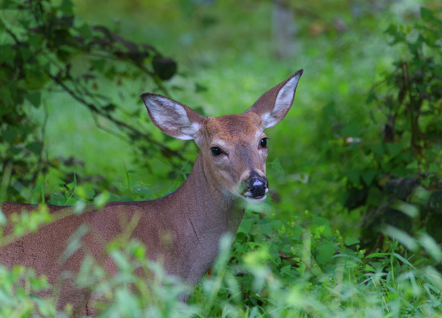 Portrait of a Deer Photograph by Paul Ross