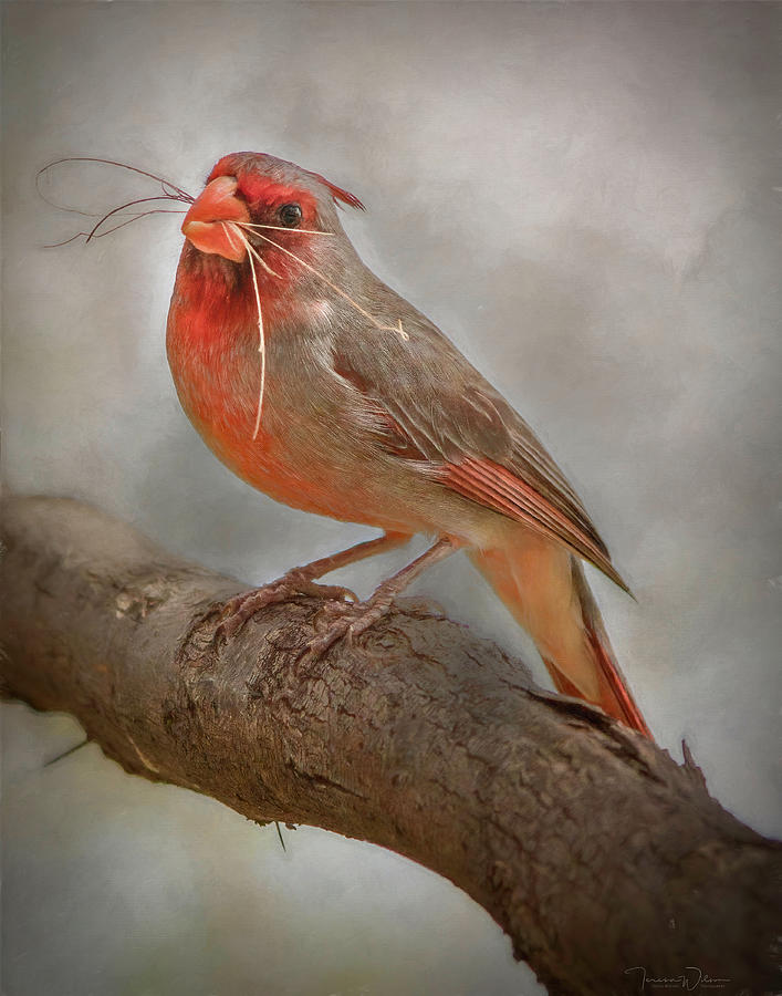 Portrait Of A Desert Cardinal Photograph
