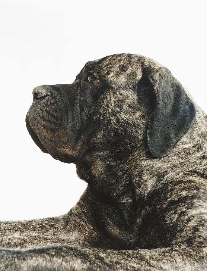 Portrait of a Dog Photograph by Cohen/Ostrow