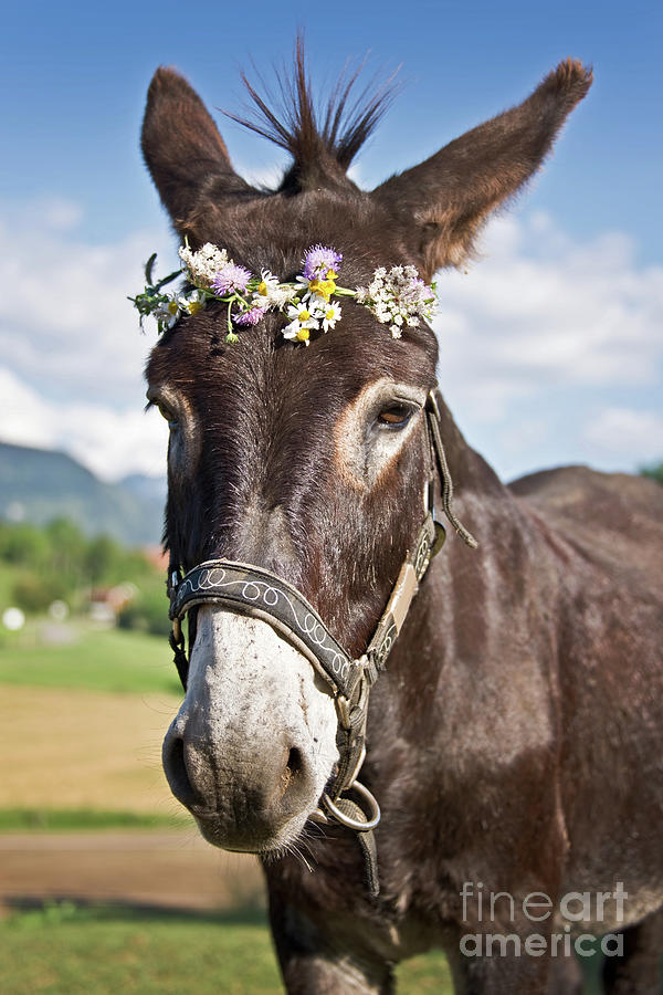 Flower Photograph - Portrait of a donkey by Delphimages Photo Creations