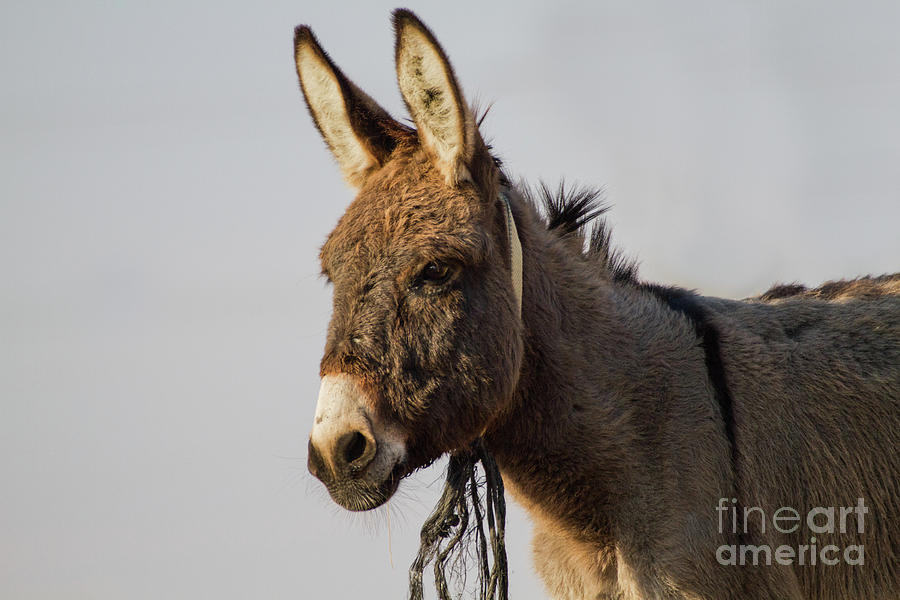 Animal Photograph - Portrait Of A Donkey U1 by Eyal Bartov
