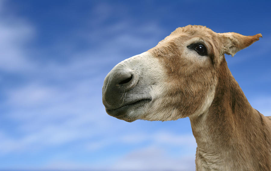 Portrait of a Donkeys Head on a Blue Sky Photograph by Digital Zoo
