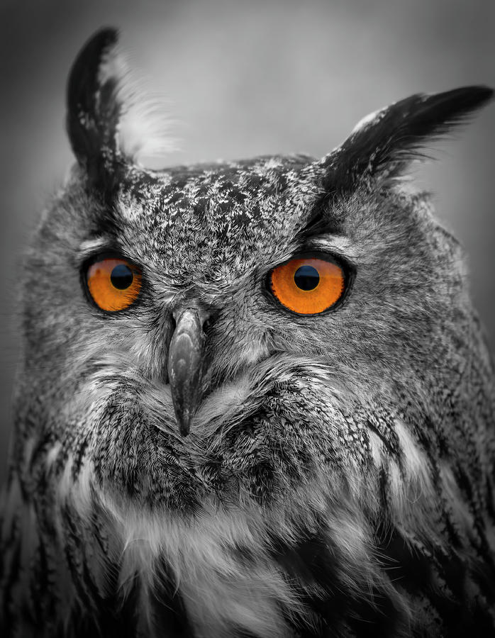 Portrait Of A Eagle Owl Digital Art by Marjolein Van Middelkoop