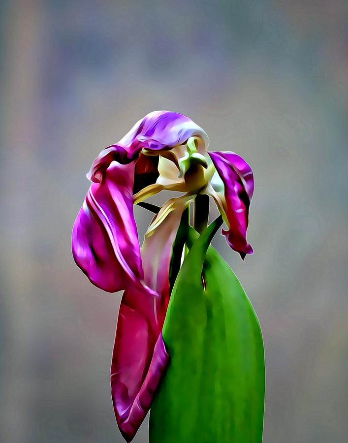 Portrait of a Fading Purple Tulip Mixed Media by CG Abrams