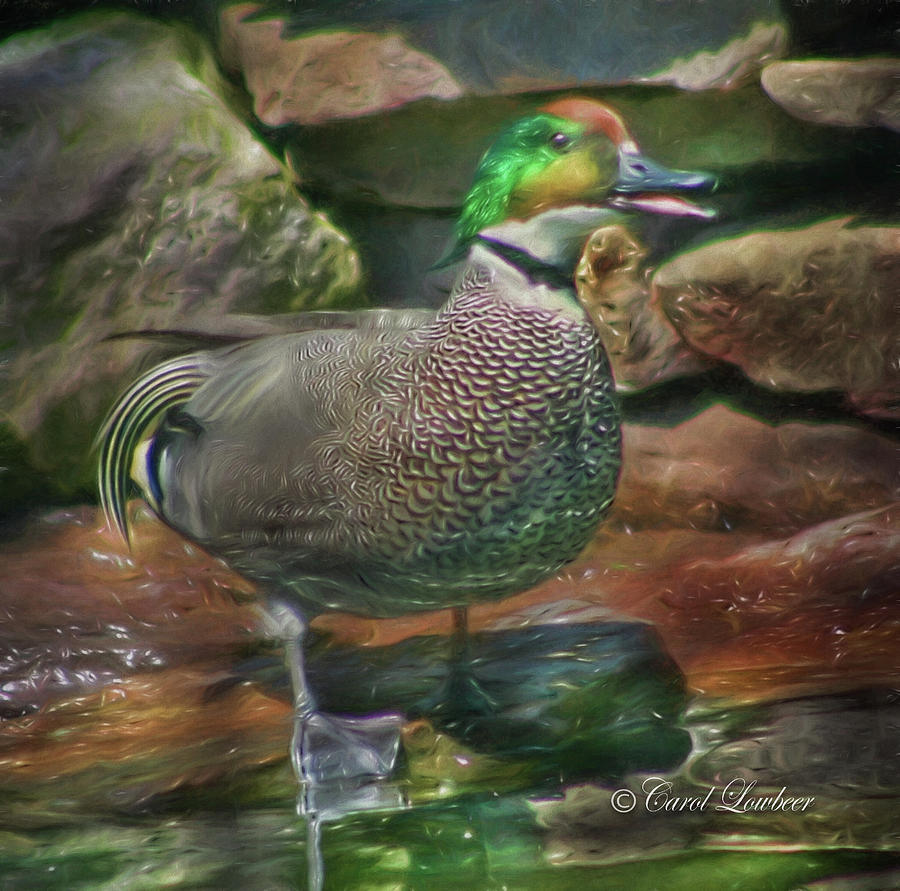 Duck Photograph - Portrait of a Falcated Duck Quacking by Carol Lowbeer