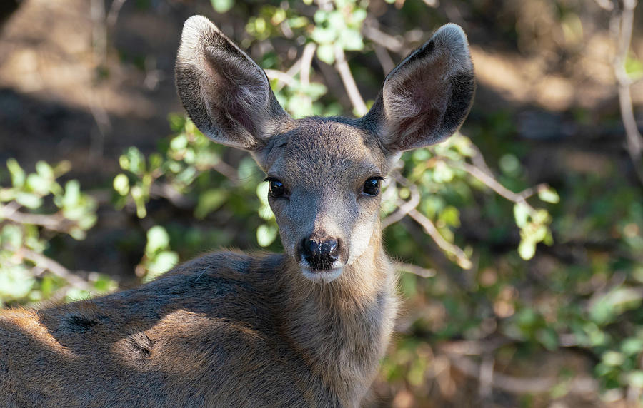 Portrait of a Fawn Photograph by Moment of Perception | Fine Art America