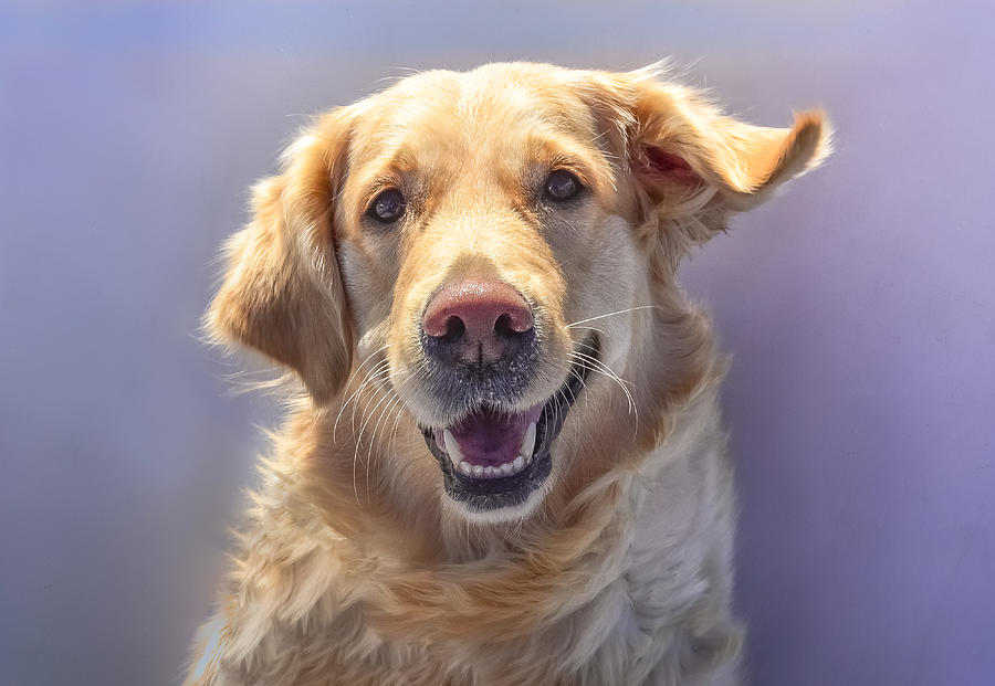 Portrait of a fearful female golden retriever Photograph by Sir Francis Canker Photography
