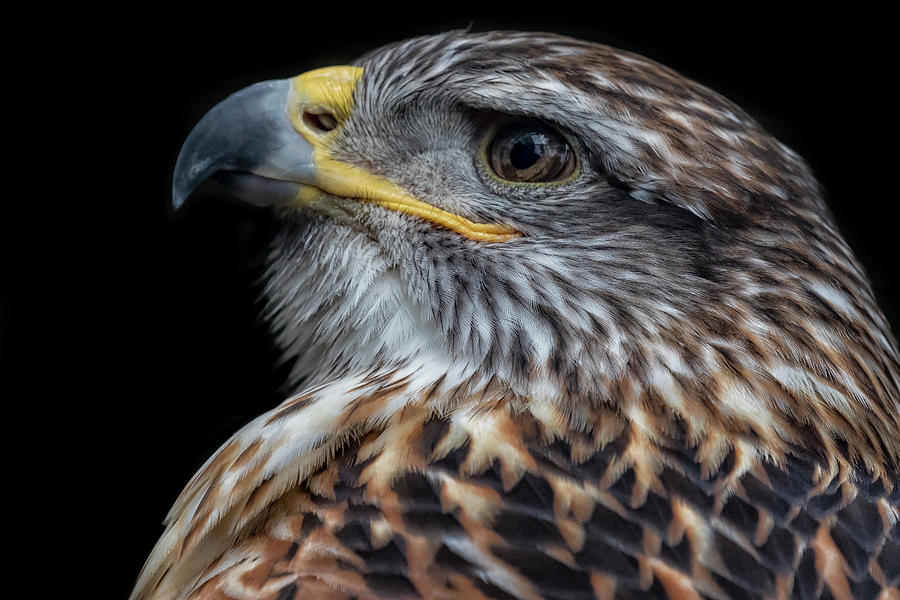 Portrait of a Female Ferruginous Hawk Photograph by Belinda Greb