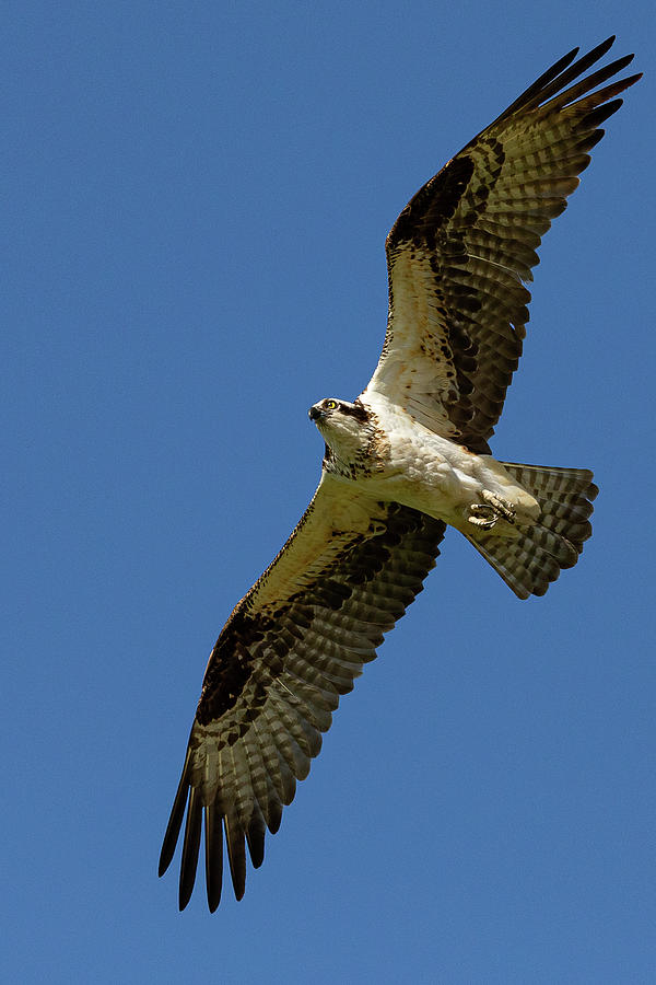 Portrait of a Female Osprey in Flight Photograph by Tony Hake - Pixels