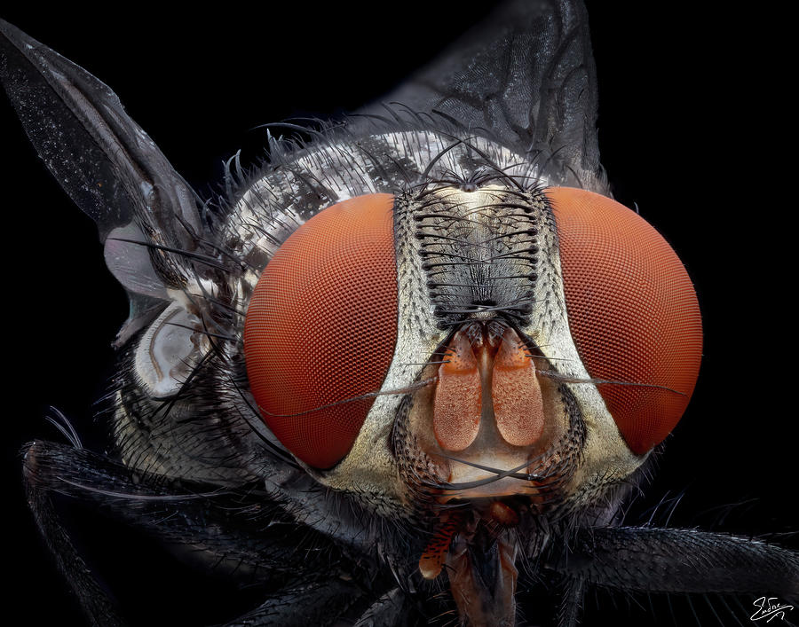 Portrait Of A Fly 2 Photograph by Endre Balogh
