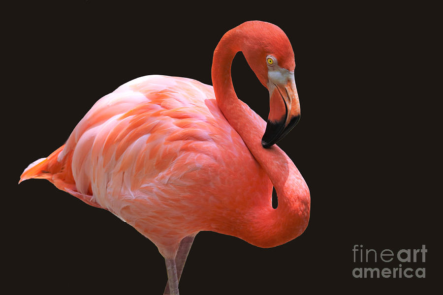Portrait Of A Flamingo Photograph