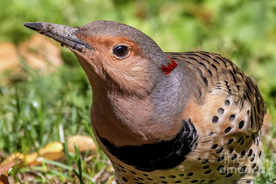 Portrait of a flicker Photograph by Richard Chasin - Fine Art America