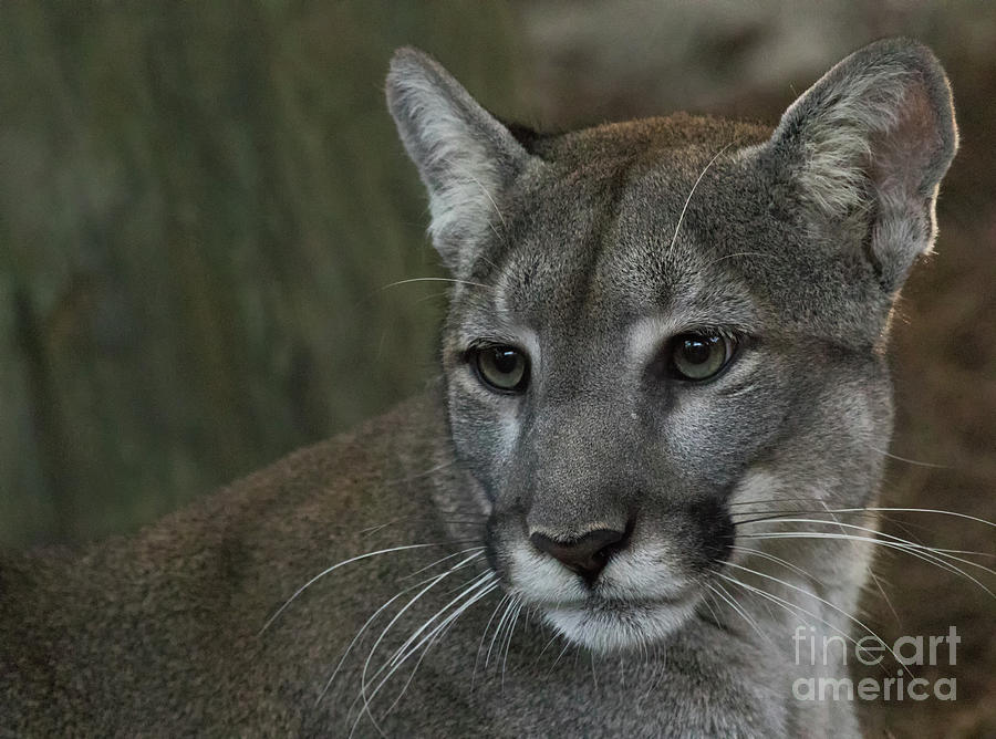 Portrait Of A Florida Panther Photograph by Jo Ann Gregg