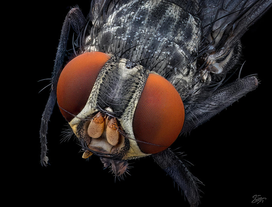 Portrait Of A Fly Photograph by Endre Balogh