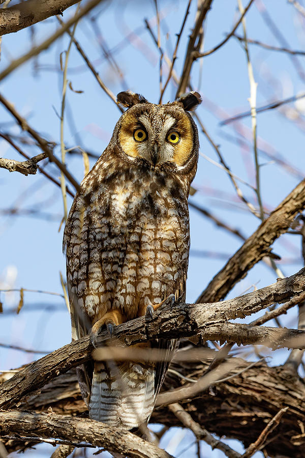 Portrait of a Focused Long Eared Owl Photograph by Tony Hake