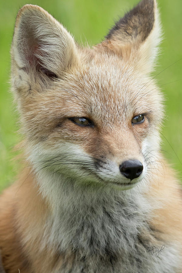 Portrait of a Fox Photograph by Everet Regal