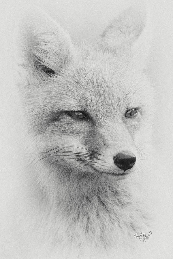 Portrait of a Fox in black and white Photograph by Everet Regal