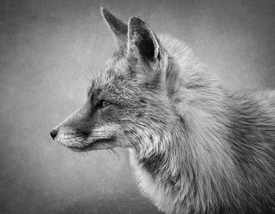 Portrait of a fox in black and white Digital Art by Marjolein Van Middelkoop