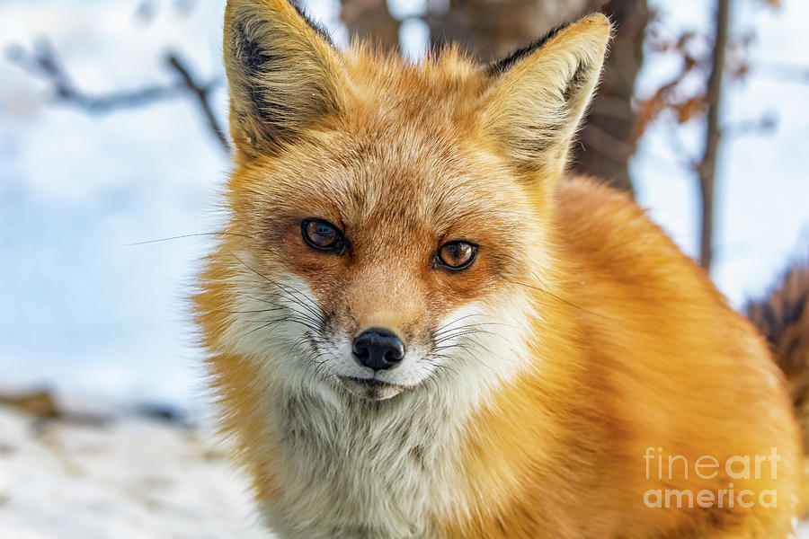 Portrait of a fox Photograph by Richard Chasin