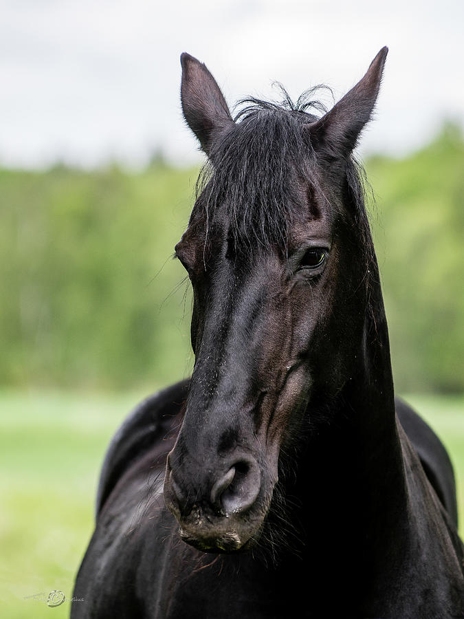 Portrait Of A Friesian Horse Photograph