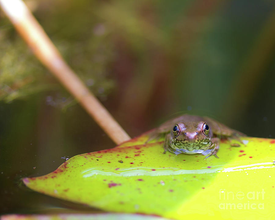 Portrait of a frog Photograph by Agnes Caruso