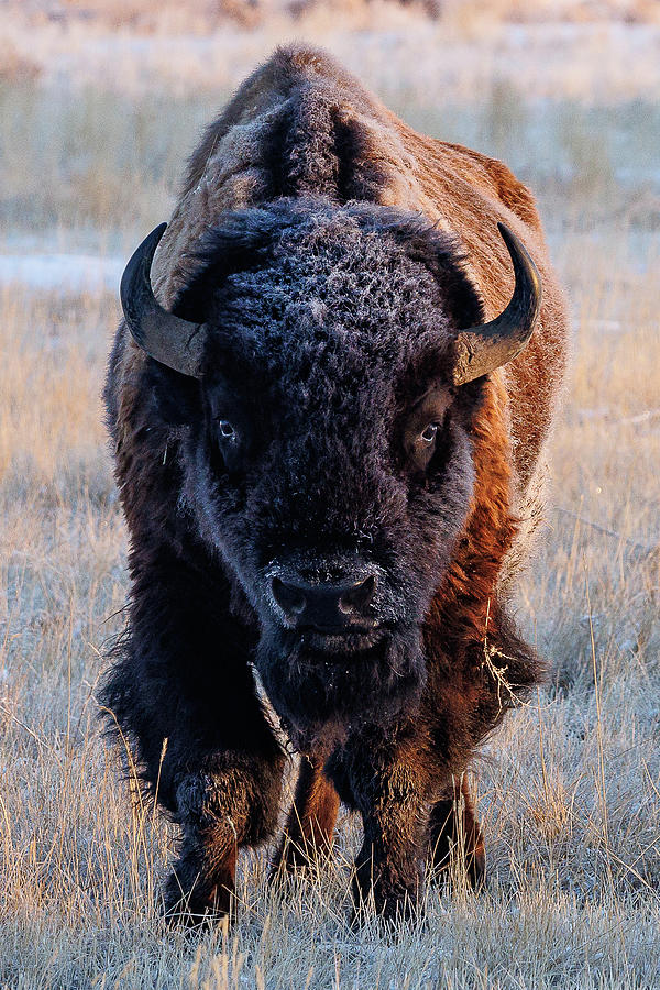 Portrait of a Frosty Bison Head On Photograph by Tony Hake
