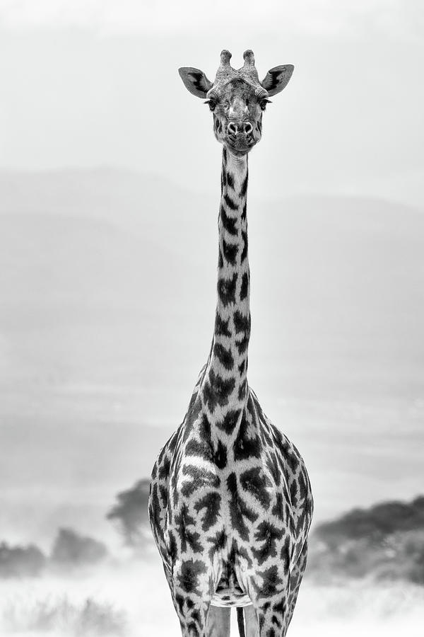 Portrait of a Giraffe #1 Photograph by Ewa Jermakowicz