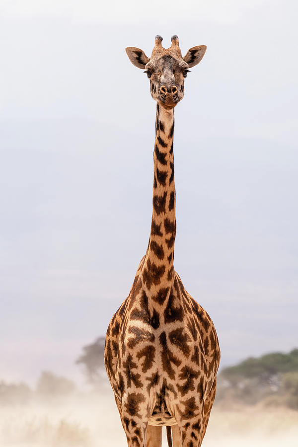 Portrait of a Giraffe #2 Photograph by Ewa Jermakowicz