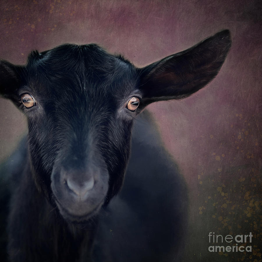Portrait of a goat Photograph by Priska Wettstein