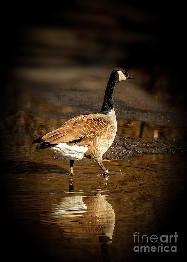 Portrait of a Goose Photograph by Shelia Hunt