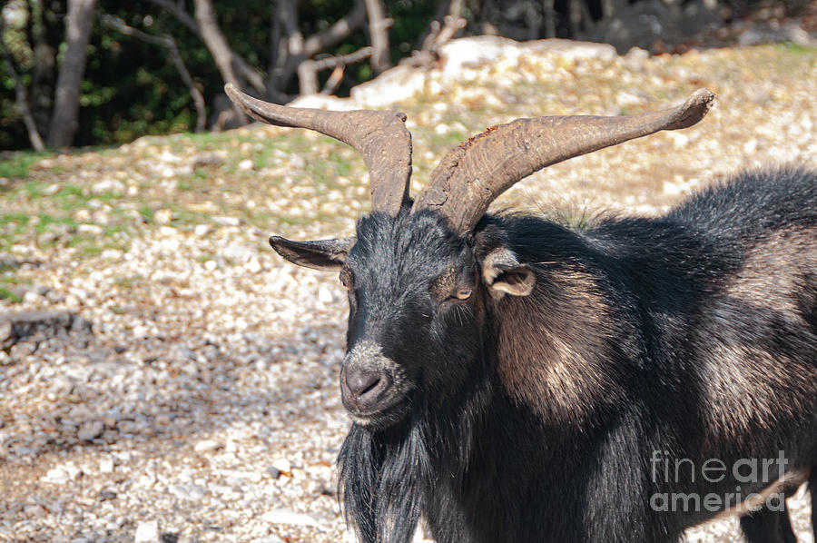 Portrait of a Gorges de lArdeche Mountain Goat Photograph by Bob Phillips