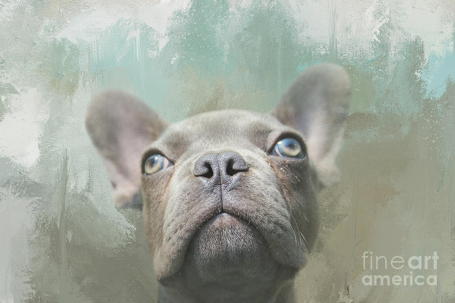 French Bulldog Mixed Media - Portrait of a Gray French Bulldog One by Elisabeth Lucas