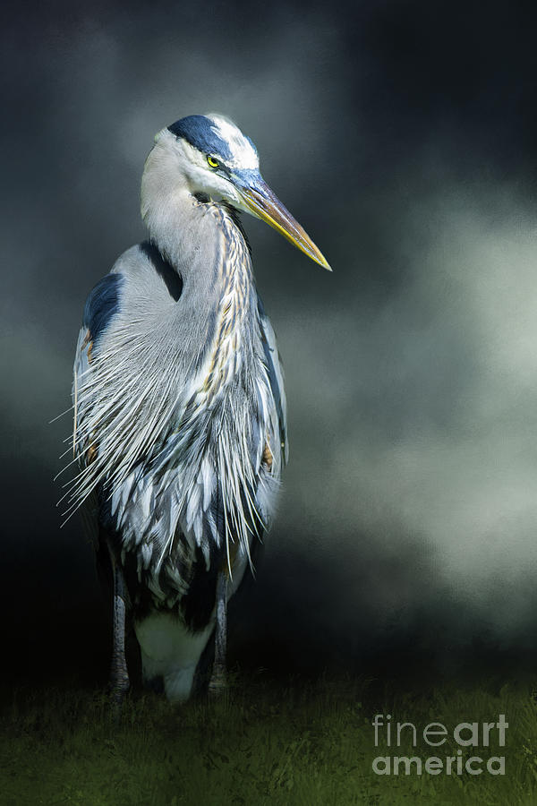 Heron Mixed Media - Portrait of a Great Blue Heron by Ed Taylor