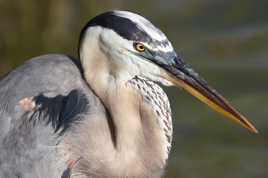 Portrait of a Great Blue Heron Photograph by Mingming Jiang