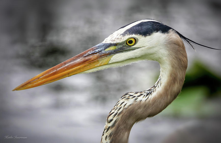 Portrait of a Great Blue in the Everglades Photograph by Kathi Isserman ...