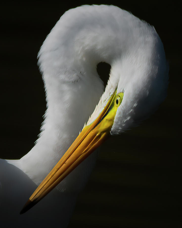 Portrait of a Great Egret Photograph by Ray Silva