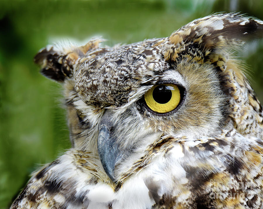 Portrait of a Great Horned Owl Photograph by Judi Dressler