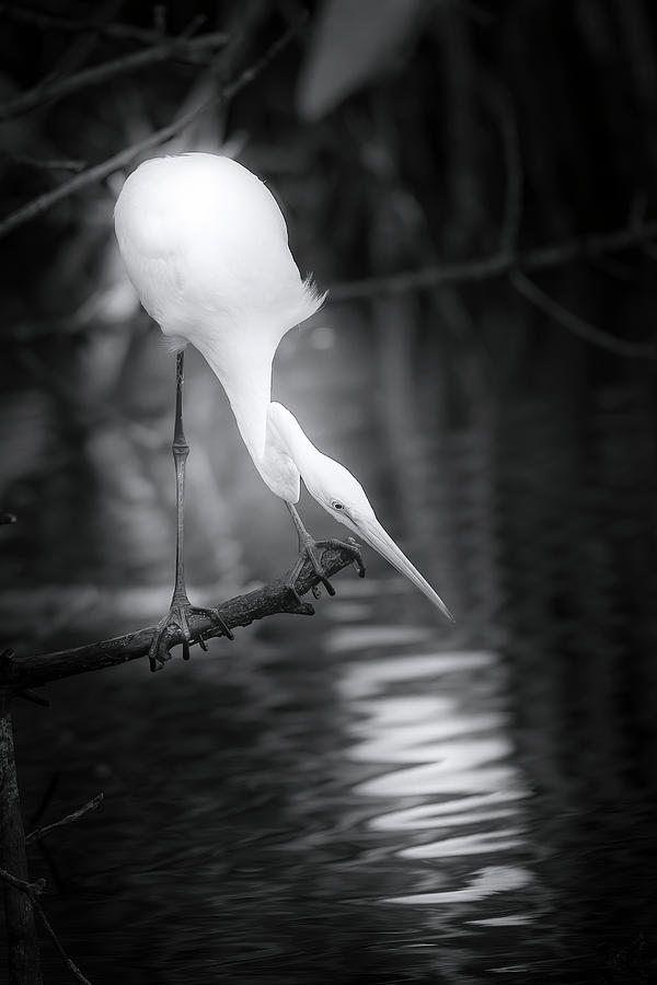 Portrait of a Great White Egret Photograph by Mark Andrew Thomas